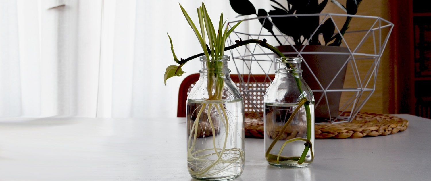 Pflanzen vermehren auf der Fensterbank - Von Grünlilie bis Zauberschnee