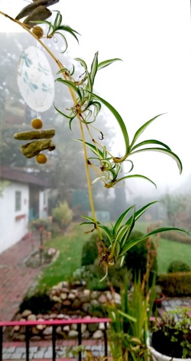 Pflanzen vermehren auf der Fensterbank - Von Grünlilie bis Zauberschnee
